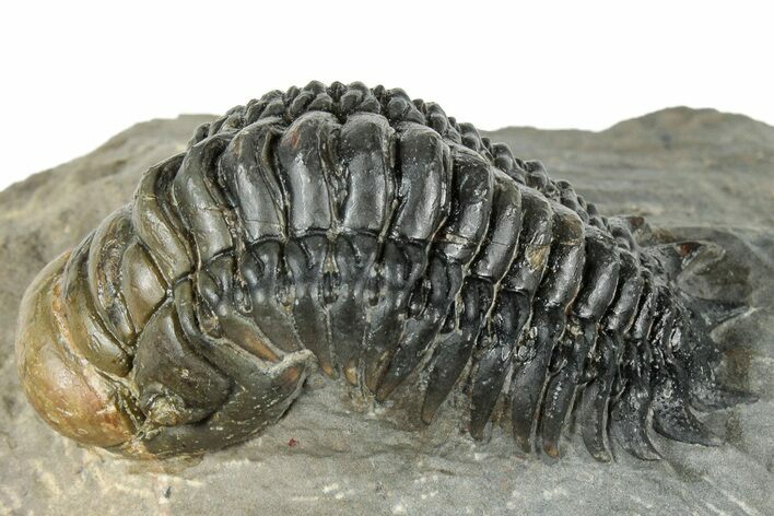 Detailed Crotalocephalina Trilobite - Atchana, Morocco #322281